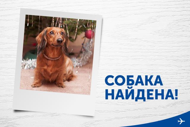 Сотрудники «Аэрофлота» вернули хозяевам таксу-потеряшку по кличке Макс