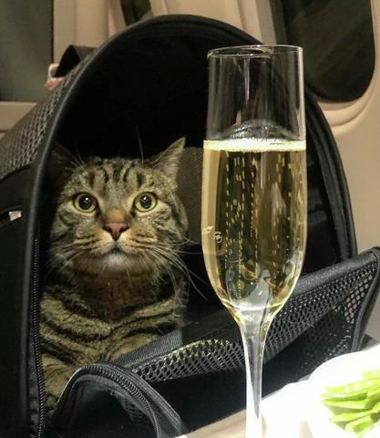 Хозяин толстого кота не жалеет о потере накопленных за 14 лет авиабонусов