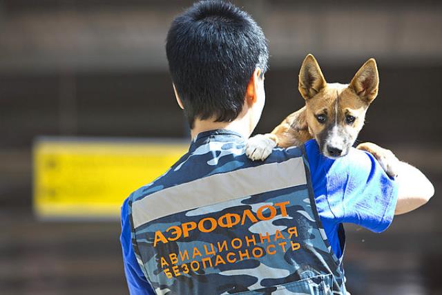 Авиакомпания Аэрофлот запатентовала новый способ обнаружения взрывчатых и других опасных веществ