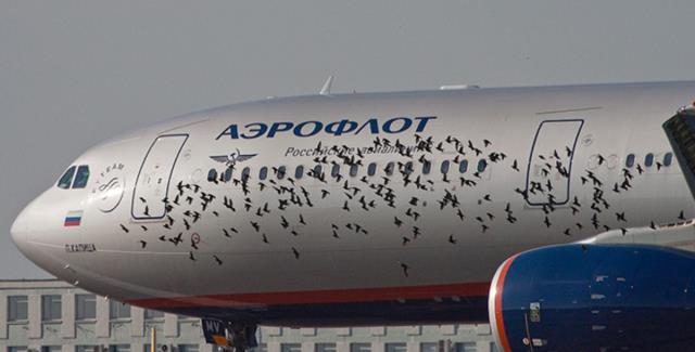 «Аэрофлот» предлагает создать компанию для повышения защиты аэропортов от птиц